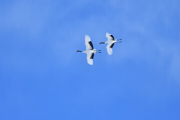 Bird watching, red-crowned crane, in
 winter