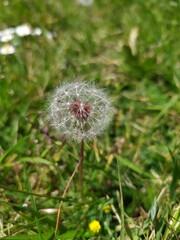 Diente de León en primer plano