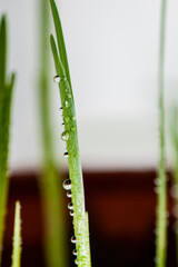 The seedlings of lilies raised at home are covered with water drops