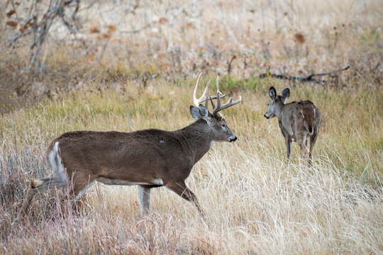 Colorado Wildlife. Wild Deer on the High Plains of Colorado. White-tailed buck and doe in tall prairie grass.