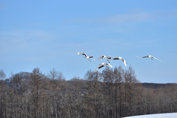 Bird watching, red-crowned crane, in
 winter
