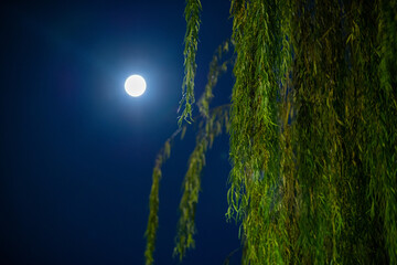 満月と草木