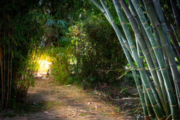 Shady path in the middle of the bamboo forest There was a warm sun shining at the end.