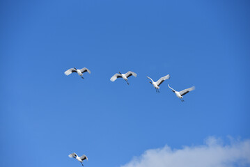 Bird watching, red-crowned crane, in
 winter