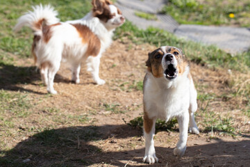 A street ill-mannered dog barks at the camera.