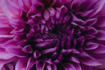 Close up of flowers dahlia natural background