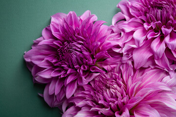 Top view of flowers dahlia natural background