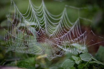 Toile d'araignée mouillée avec plein de gouttes d'eau et de rosée du matin