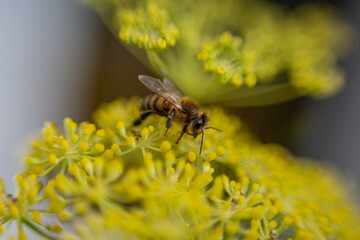 Gros plan d'abeille