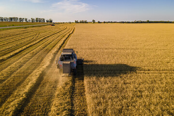 Obraz premium Harvester machines working in wheat field. Combine agriculture machine harvesting golden ripe wheat field.