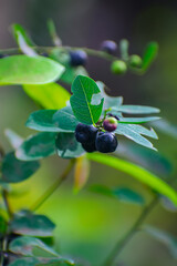 Phyllanthus reticulatus is a plant species described Jean Louis Marie Poiret; it is included in the family Phyllanthaceae.