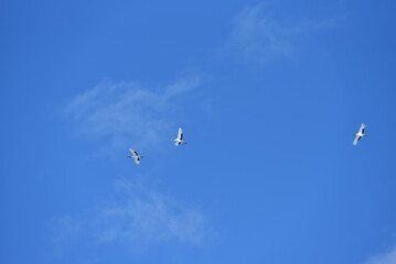 Bird watching, red-crowned crane, in
 winter