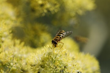Mouche dans une fleur