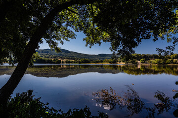 Arbre au bord d'un lac