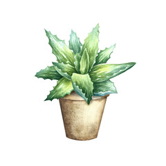 Fototapeta premium Aloe vera. Watercolor illustration. Aloe vera bush in a pot. For labels and packaging of cosmetology, medicine