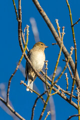 Common Chaffinch perched on a tree branch