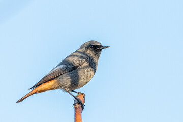 Black Redstart perched on a tree branch