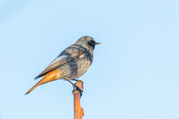 Black Redstart perched on a tree branch