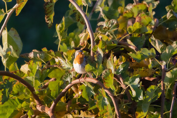 European Robin perched on a tree branch