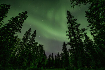 Aurora shining Swedish forest landscape Tannforsen Waterfall Northern Lights color sky Northern Sweden, Scandinavia