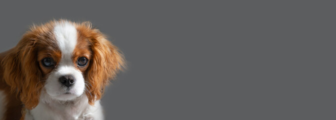 Close up portrait of Cute dog puppy. banner, Cavalier King Charles Spaniel Blenheim.
