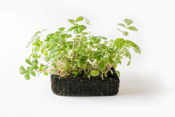 Young seedlings of remontant strawberries grown from seeds. Strawberry sprouts with a developed root system
