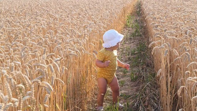 Cute Little Girl Walking In Wheat Field On Sunny Day, Above View