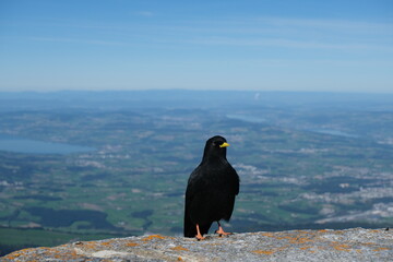 Swiss Jackdaw / Alpine Chough atop Mount Pilatus, Eyes Closed, Seemingly Enjoying Basking in the Sun