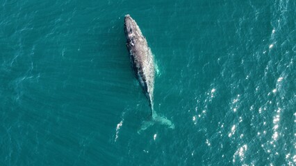 Top drone view of a gray whale swimming in the ocean near Baja California, Mexico - Powered by Adobe
