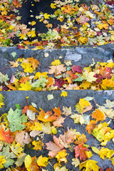 Autumn fallen maple leaves on asphalt, yellow, green. Autumn leaves spread out on the wet and black asphalt.