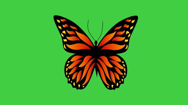 butterfly on a green screen