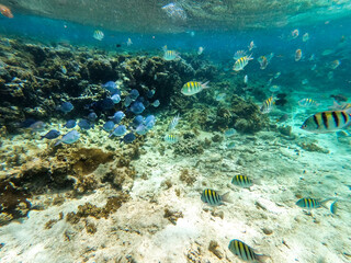 Shoal of colorful tropical fish in a coral reef underwater sea, Caribbean, Dominican Republic
