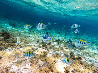 Shoal of colorful tropical fish in a coral reef underwater sea, Caribbean, Dominican Republic
 - obrazy, fototapety, plakaty