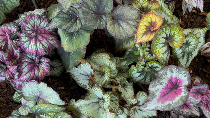 Obraz premium Beautiful colorful leaf