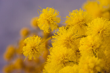 Close-up view of yellow mimosa blooming in winter in south of France