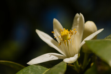 Close-up of orange tree flower in south of France