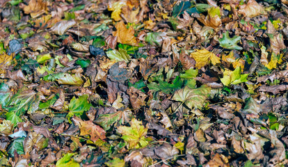 Colorful maple leaves laying on the ground, lighted with the sun light