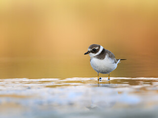 Common Ringed Plover  with reflection standing on the pond  on yellow orange background