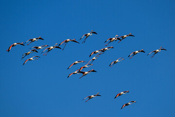 Fototapeta premium Flock of Greater Flamingos flying against blue sky 