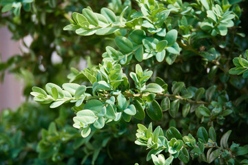 Gewöhnliche Buchsbaum (Buxus sempervirens)