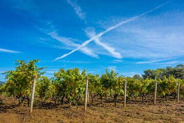 Scenic view of vineyard in Provence south of France against dramatic summer sky