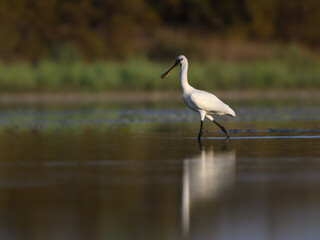 Eurasian Spoonbill walking on the pond in early morning light
