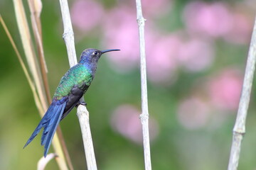 hummingbirds