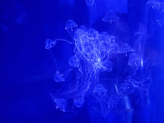 水族館のクラゲ