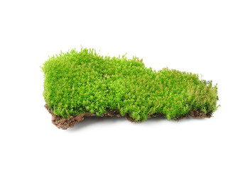 Green moss isolated on transparent png