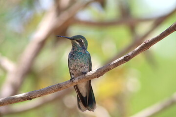 hummingbirds