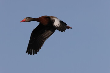 Black-Bellied Whistling Duck -Viera Wetlands  Florida USA
