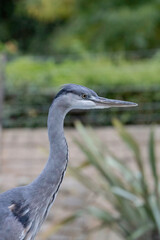 heron