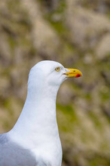 seagull
