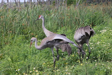  Sandhill crane - Viera Wetlands Florida USA